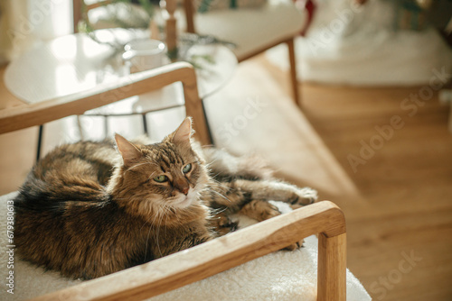 Adorable cat sitting on modern armchair and relaxing on background of stylish decorated christmas tree in sunny room. Pet and winter holidays. Atmospheric cozy christmas time