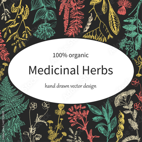 Vector design with hand drawn  medicinal herbs. Decorative background with  medicinal plants sketch.