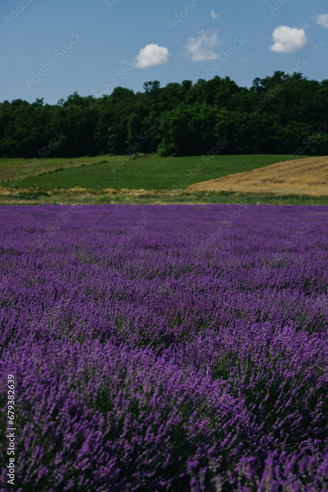 Lavander fields in Sale San Giovanni, village in Piedmont, called Little Provence for the blooming. High quality photo Lavander fields in Sale San Giovanni, village in Piedmont, called Little Provence for the blooming. High quality photo
