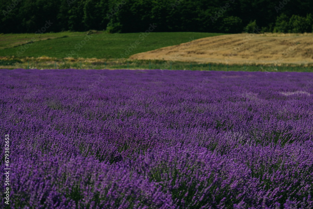Lavander fields in Sale San Giovanni, village in Piedmont, called Little Provence for the blooming. High quality photo Lavander fields in Sale San Giovanni, village in Piedmont, called Little Provence for the blooming. High quality photo