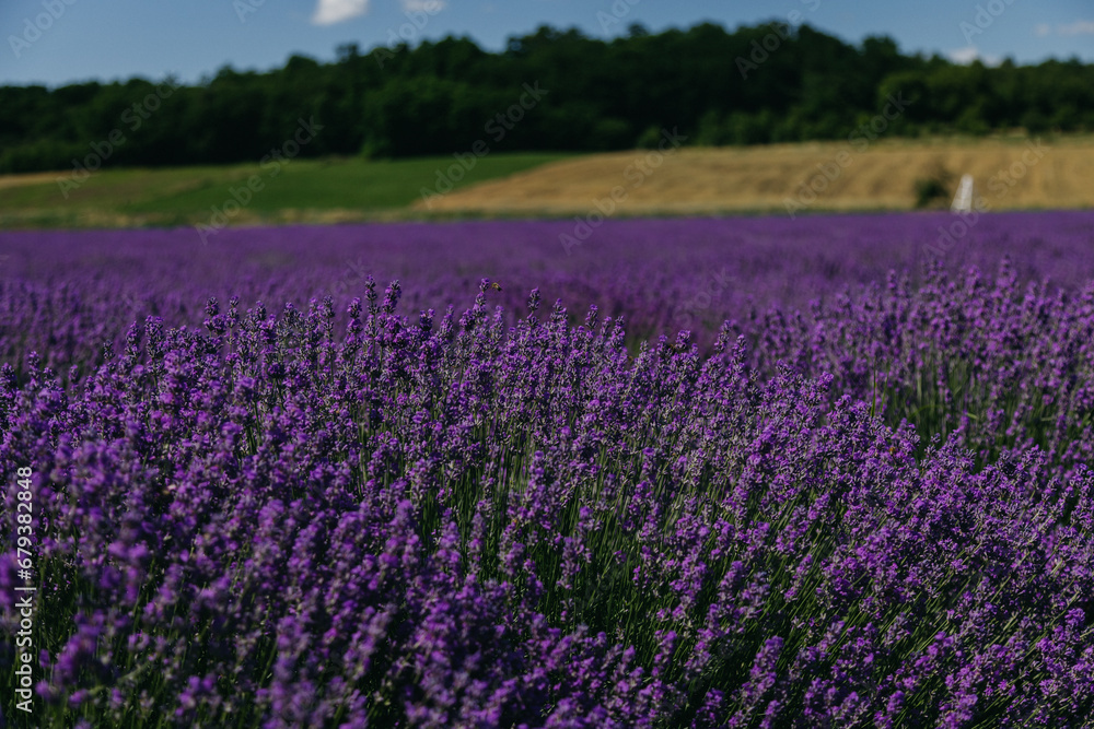 Obraz premium Lavander fields in Sale San Giovanni, village in Piedmont, called Little Provence for the blooming. High quality photo