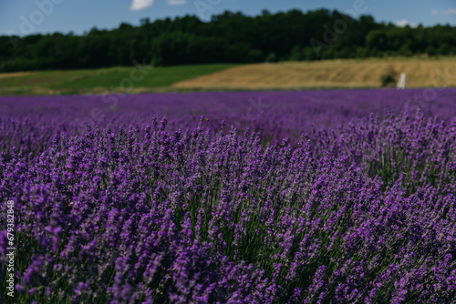 Lavander fields in Sale San Giovanni, village in Piedmont, called Little Provence for the blooming. High quality photo