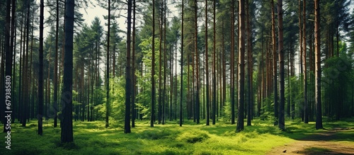 Beautiful summer in the green pine trees forest. AI generated image © orendesain99