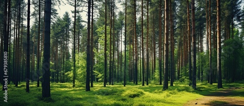 Beautiful summer in the green pine trees forest. AI generated image