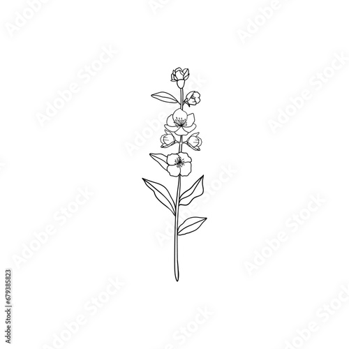Minimalist linear jasmine flower branch. Small ornamental floral element, fine line botanical tattoo sketch. Vector design