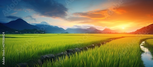 Paddy rice field at sunrise landscape. AI generated image photo