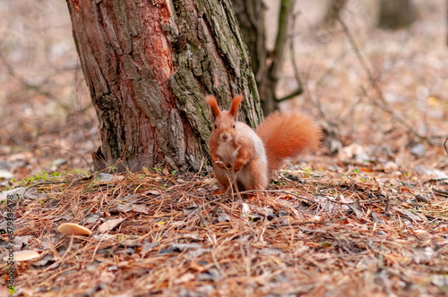 red squirrel in the forest