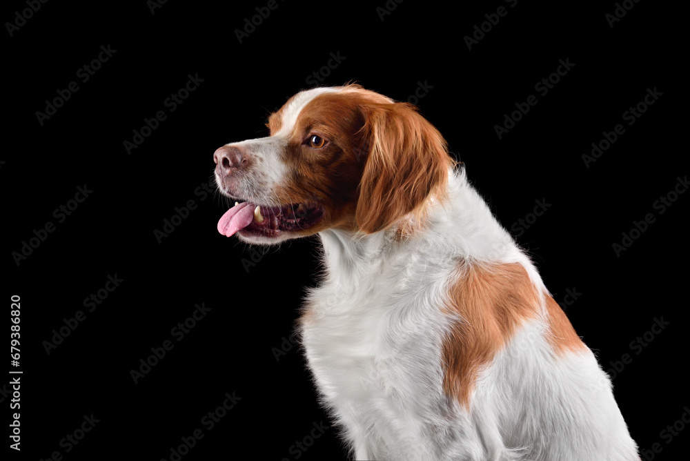 Profile head shot of dog