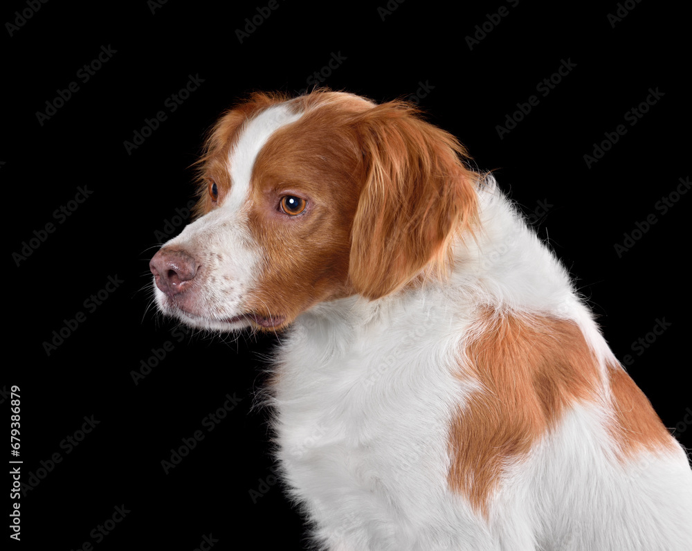 White and brown brittany spaniel