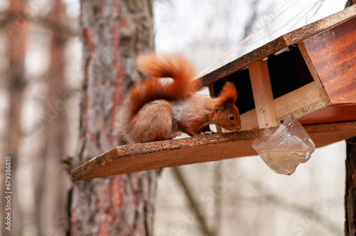 squirrel on a fence