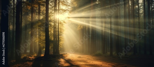 Foggy with sunlight on fir forest in vintage retro hipster style view. AI generated