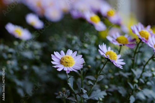 the flowerbed of the purple and yellow flowers are in front of each other photo