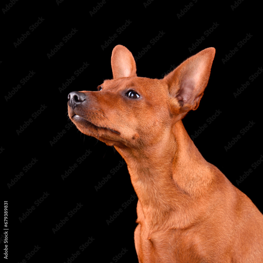 Sniffing funny puppy dog Sniffing funny puppy dog