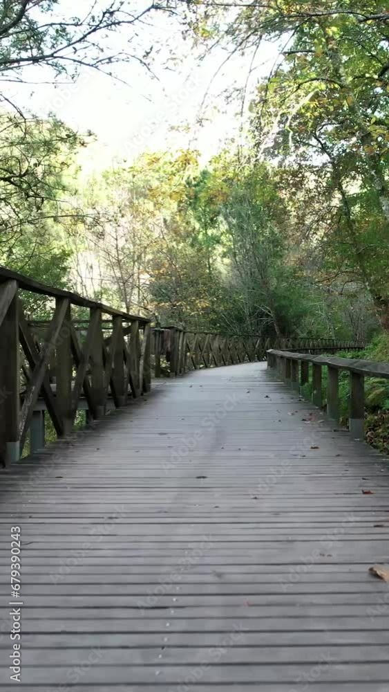Vertical Video of Wooden Footbridge in the Forest Vertical Video of Wooden Footbridge in the Forest
