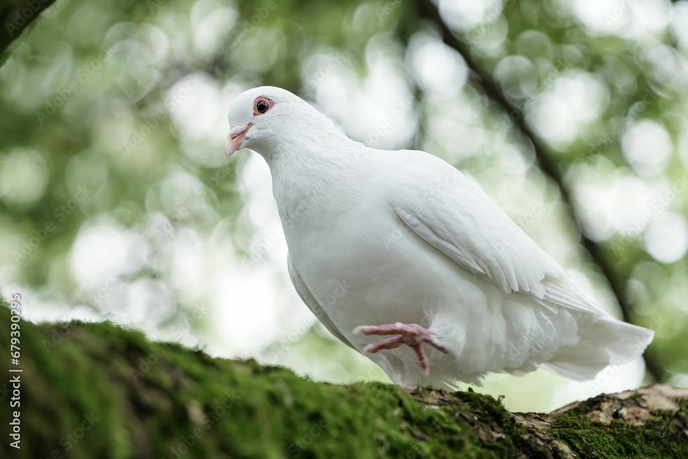 a pigeon is perched on top of a tree branch with moss growing on it a pigeon is perched on top of a tree branch with moss growing on it