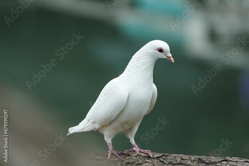 Closeup of a white pigeon perched on a tree branch in a natural outdoor setting.
