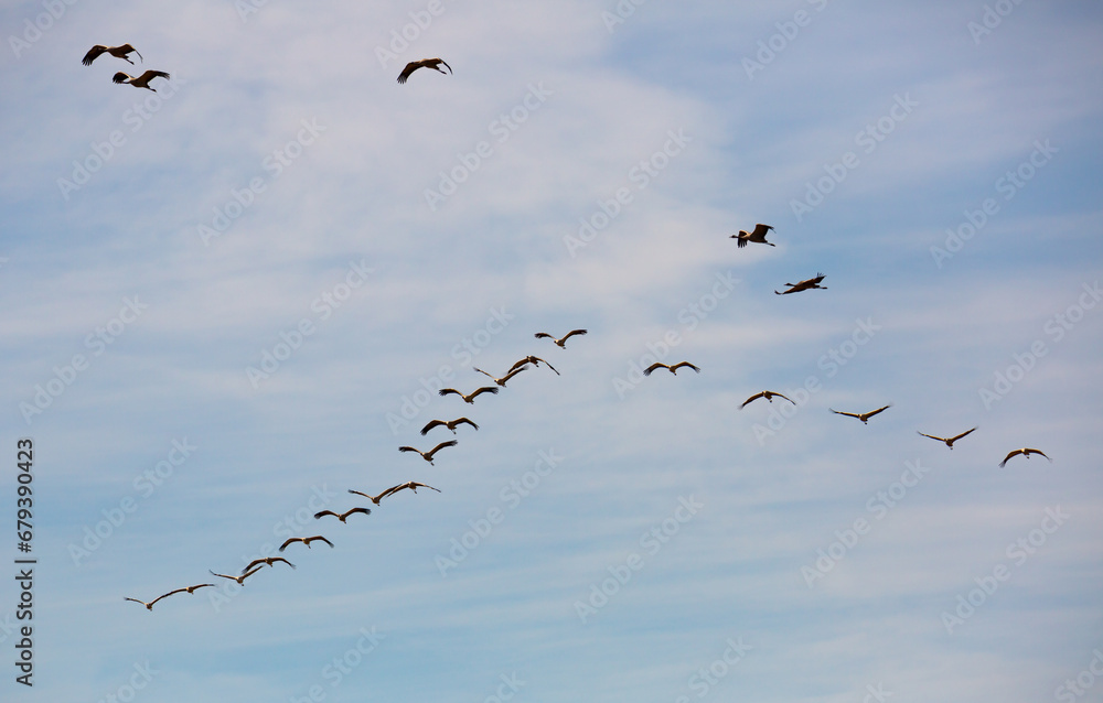 Fototapeta premium Flight of migrating cranes in cloud sky