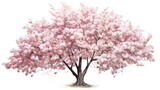rose/pink cherry blossom in spring, isolated with white background