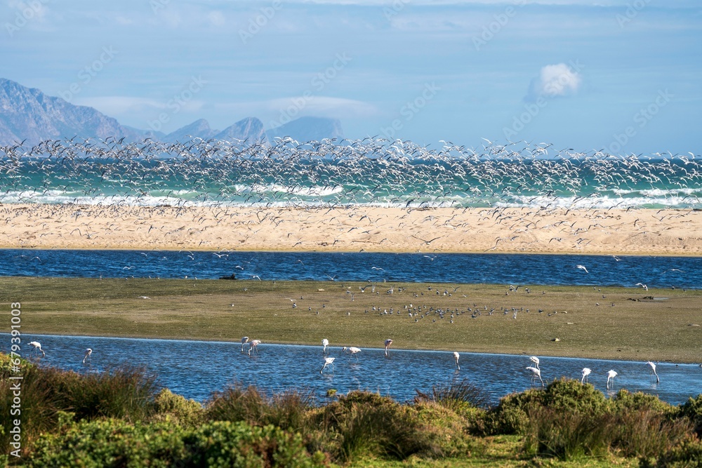 Scenic view of flamingos at False Bay, South Africa