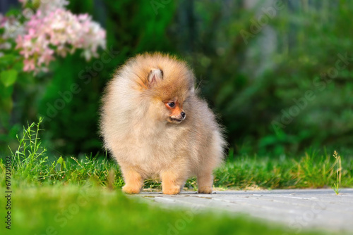 Cute miniature spitz puppy