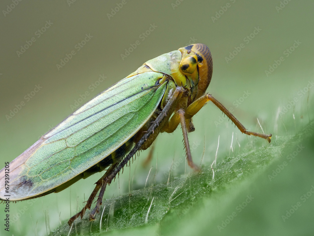 Grüne Zwergzikade (Tettigella viridis) Grüne Zwergzikade (Tettigella viridis)