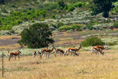 Herd of impalas shot near Sir Lowry's pass, Western Cape, South Africa