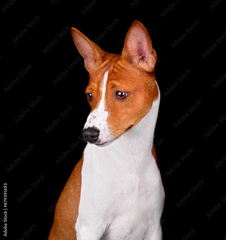 Adorable brown and white basenji dog Adorable brown and white basenji dog