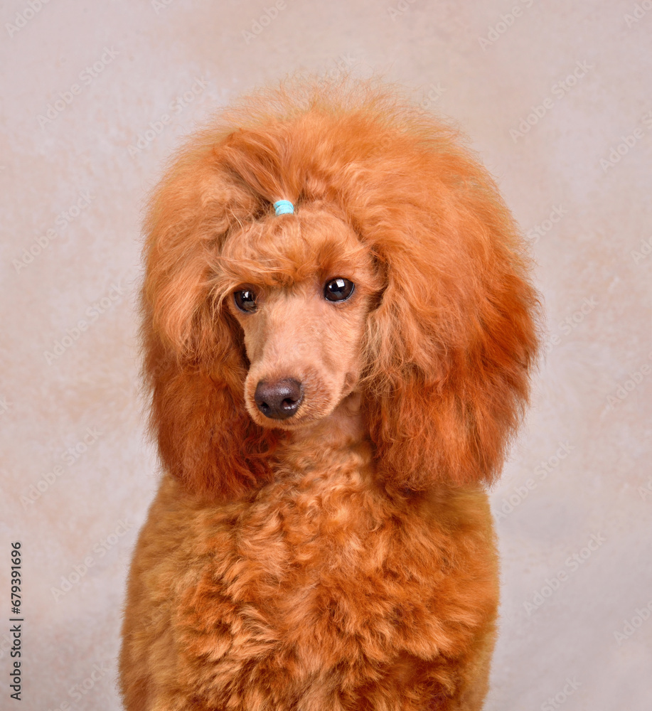 Three months old puppy of toy apricot poodle Three months old puppy of toy apricot poodle