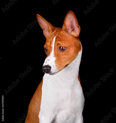 Adorable brown and white basenji dog