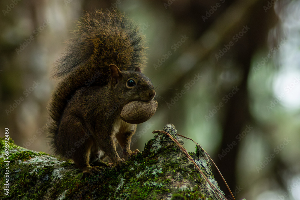 Obraz premium Squirrel