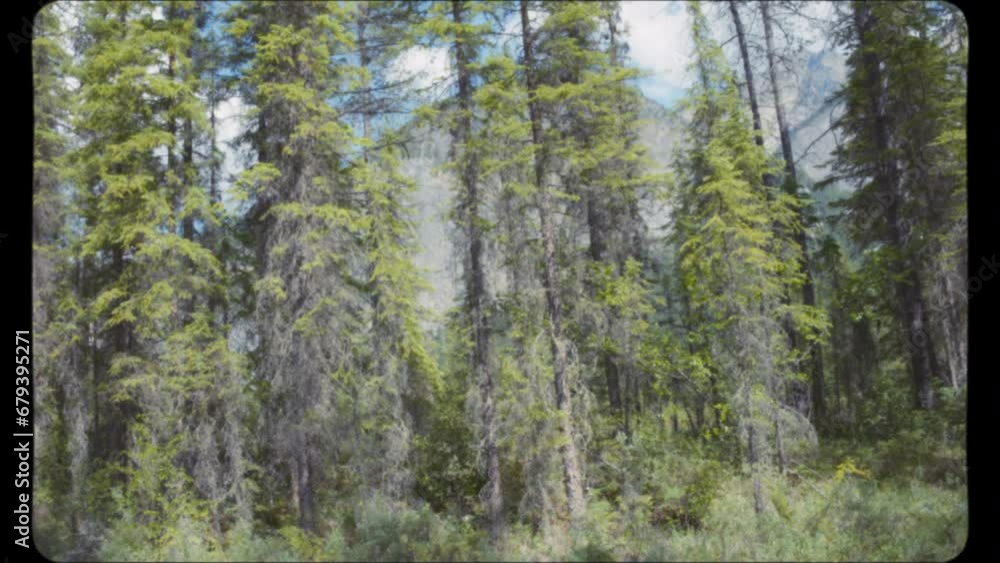Passing the old pine trees in the forest. Vintage Film Look. Passing the old pine trees in the forest. Vintage Film Look.