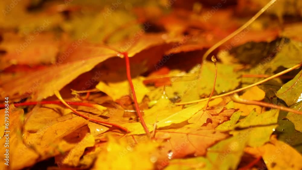 Close-up shots of yellow leaves on the ground with lighting. The level of lighting in the frame constantly changes and goes out at the end.