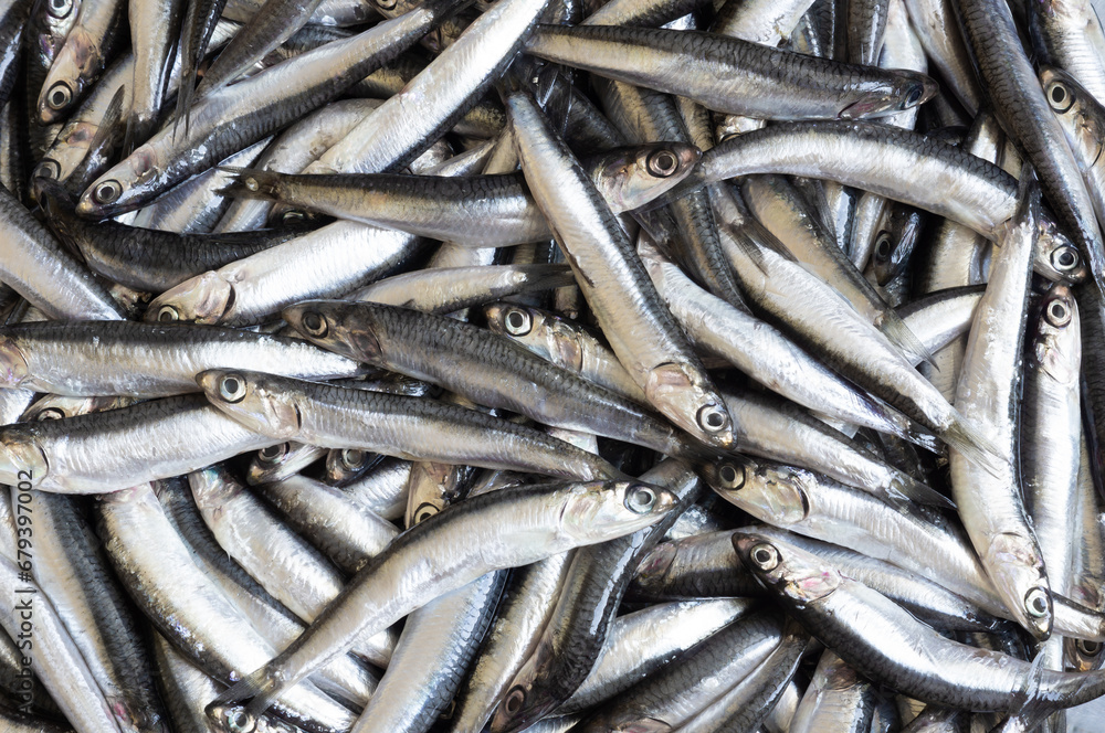 Fototapeta premium Fresh raw delicious anchovies, Turkey Black Sea small Fish Hamsi