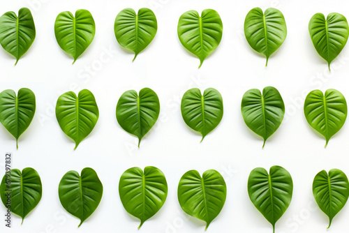 Monstera leaves, plant motif, decoration. Big leaves with holes. © PhotoRK