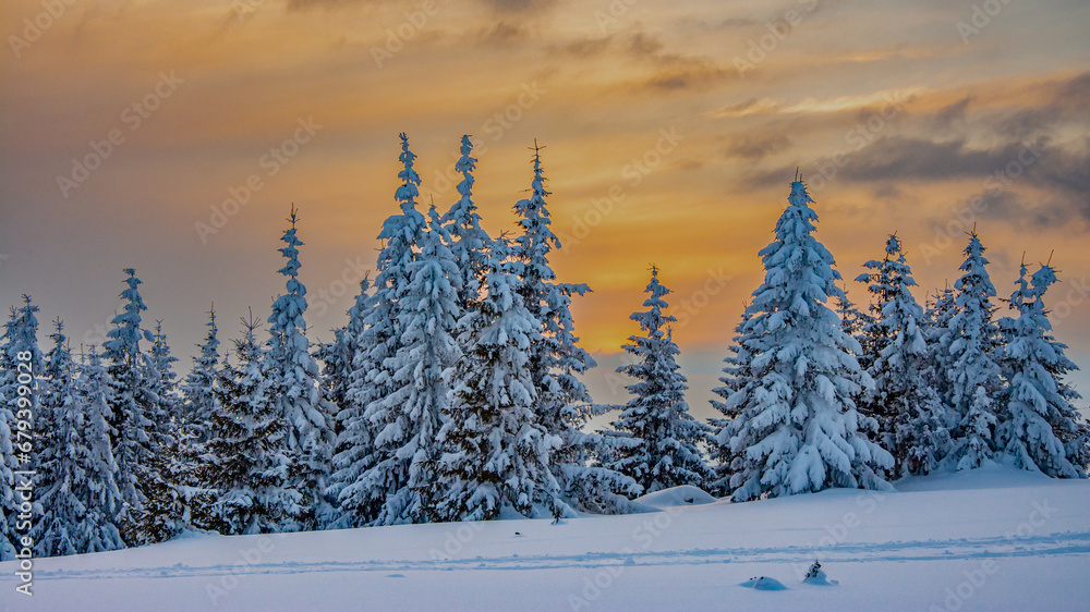 Naklejka premium Winter sunset sunrays through old fir trees