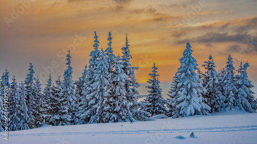 Winter sunset sunrays through old fir trees