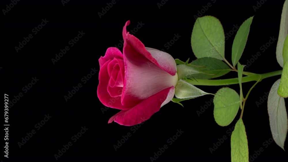 Beautiful opening pink rose on black background. Holiday, love, birthday design backdrop. Bud closeup. Macro. 4K video timelapse Beautiful opening pink rose on black background. Holiday, love, birthday design backdrop. Bud closeup. Macro. 4K video timelapse