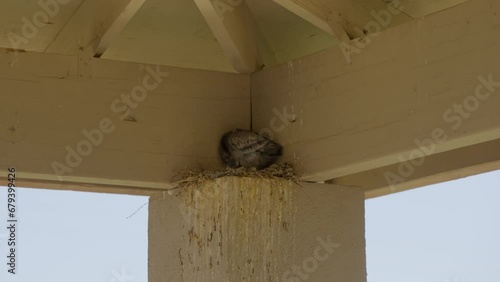 This video shows a pigeon guarding her next up on a dirty public post, covered in bird poop.