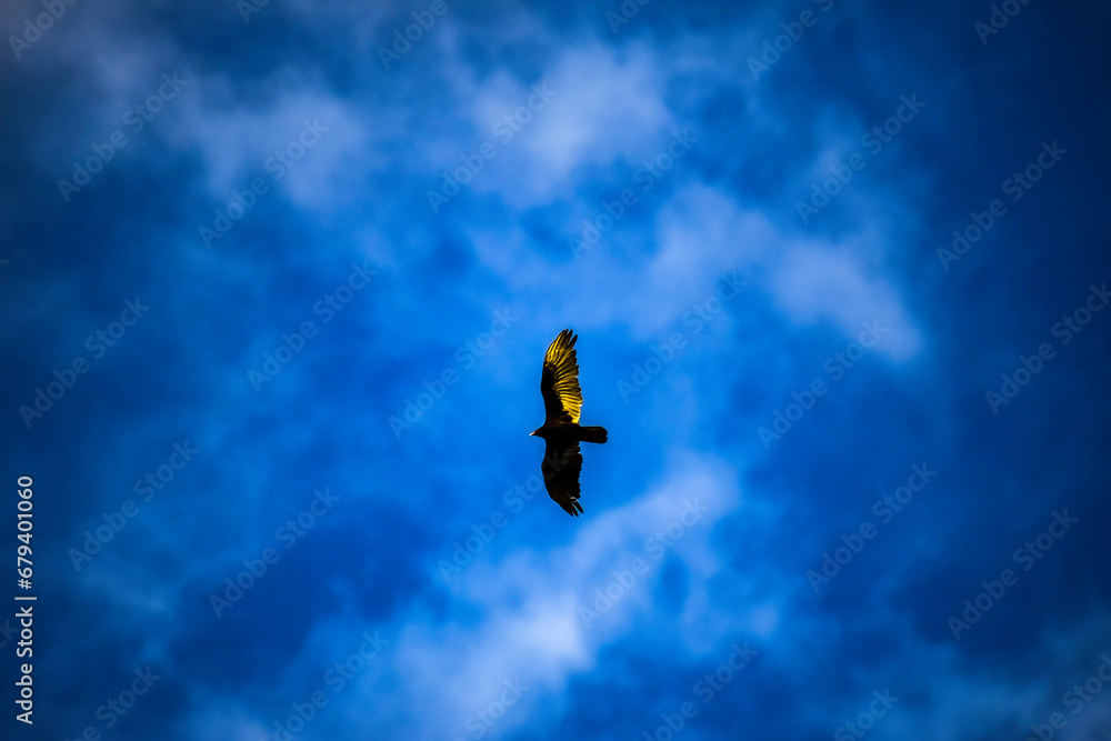 FLYING BIRD FLYING BIRD
