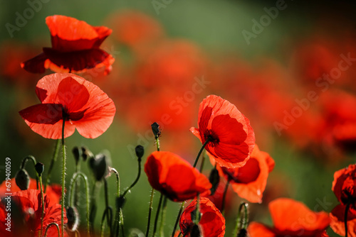 Close-up of red poppy flowers in summer.