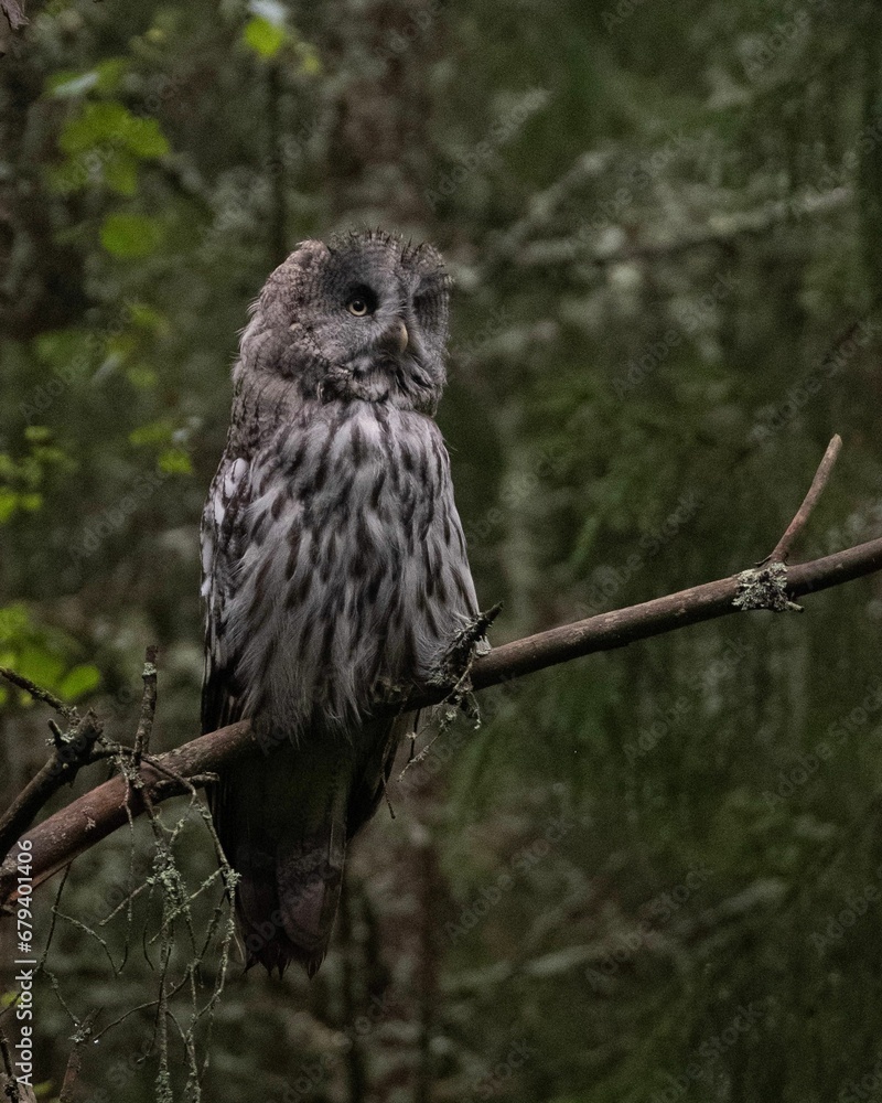Beautiful barn owl perched on a branch surrounded by a lush forest landscape Beautiful barn owl perched on a branch surrounded by a lush forest landscape