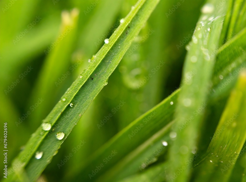 Grass Background, Macro Photography Grass Background, Macro Photography