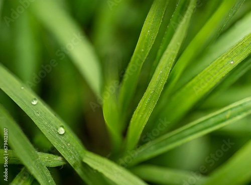 Grass Background, Macro Photography