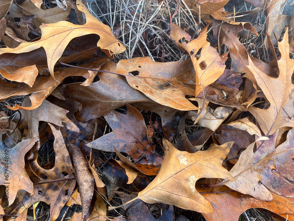 Closeup of pile of fallen leaves in dry grass Closeup of pile of fallen leaves in dry grass