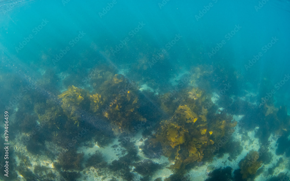 Kelp seaweed view on the ocean floor.