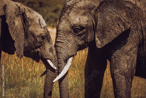 African bush elephants standing in a grassy area in Masai Mara, Kenya