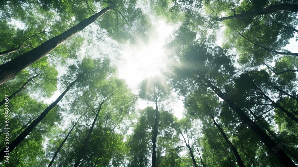 Obraz premium View from below on a beautiful forest