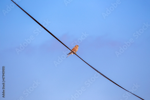 Kestrel (Falco tinnunculus) Spotted Above Dublin