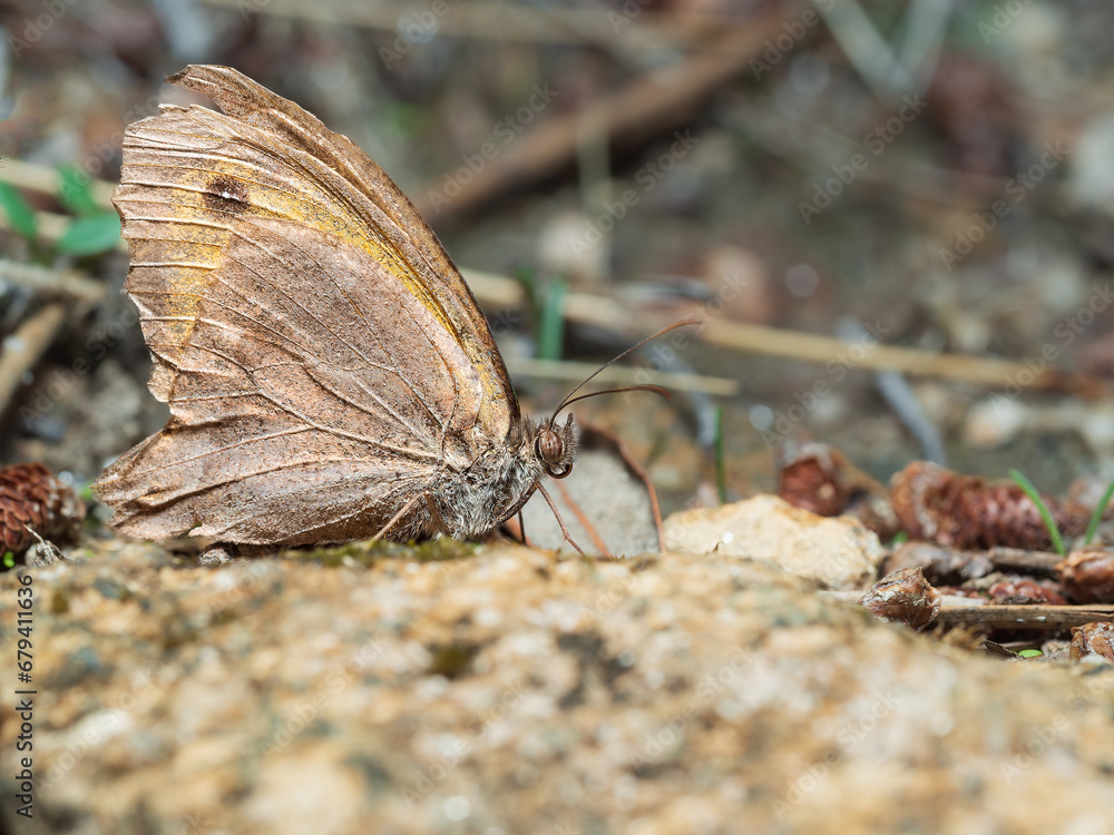 Obraz premium Hyponephele lycaon