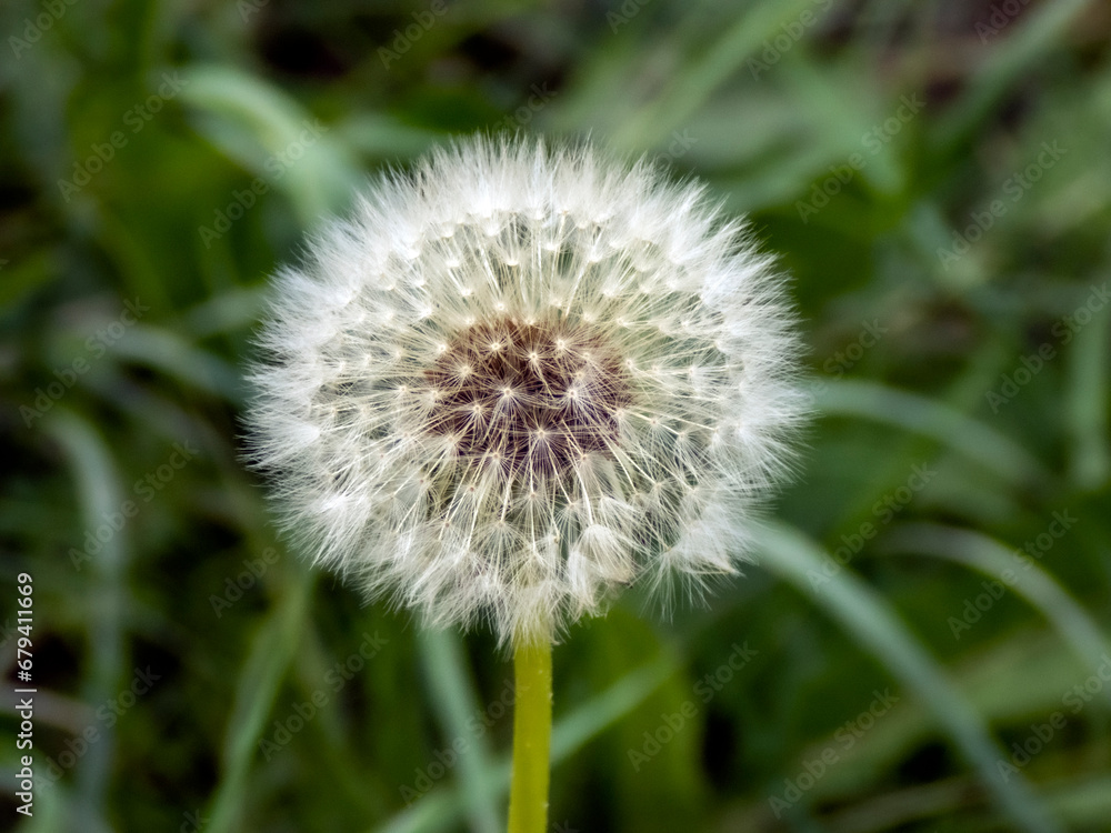 Fiore di campo su uno sfondo di erba verde, Primo piano 530 Fiore di campo su uno sfondo di erba verde, Primo piano 530